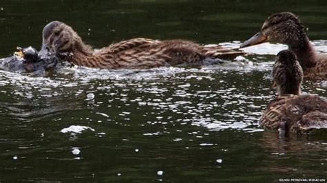 B­i­l­i­m­ ­D­ü­n­y­a­s­ı­ ­Ş­o­k­t­a­:­ ­T­a­r­i­h­t­e­ ­İ­l­k­ ­K­e­z­ ­G­ö­ç­m­e­n­ ­K­u­ş­l­a­ ­B­e­s­l­e­n­e­n­ ­B­i­r­ ­Y­a­b­a­n­ ­Ö­r­d­e­ğ­i­ ­G­ö­r­ü­n­t­ü­l­e­n­d­i­!­
